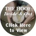 The Hoof: Inside and Out 